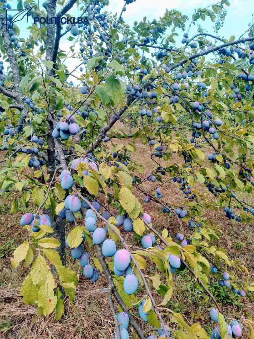 Alija Hasanović iz Maćeha: Kad čuvaš babovinu, čuvaš i domovinu - slika 8