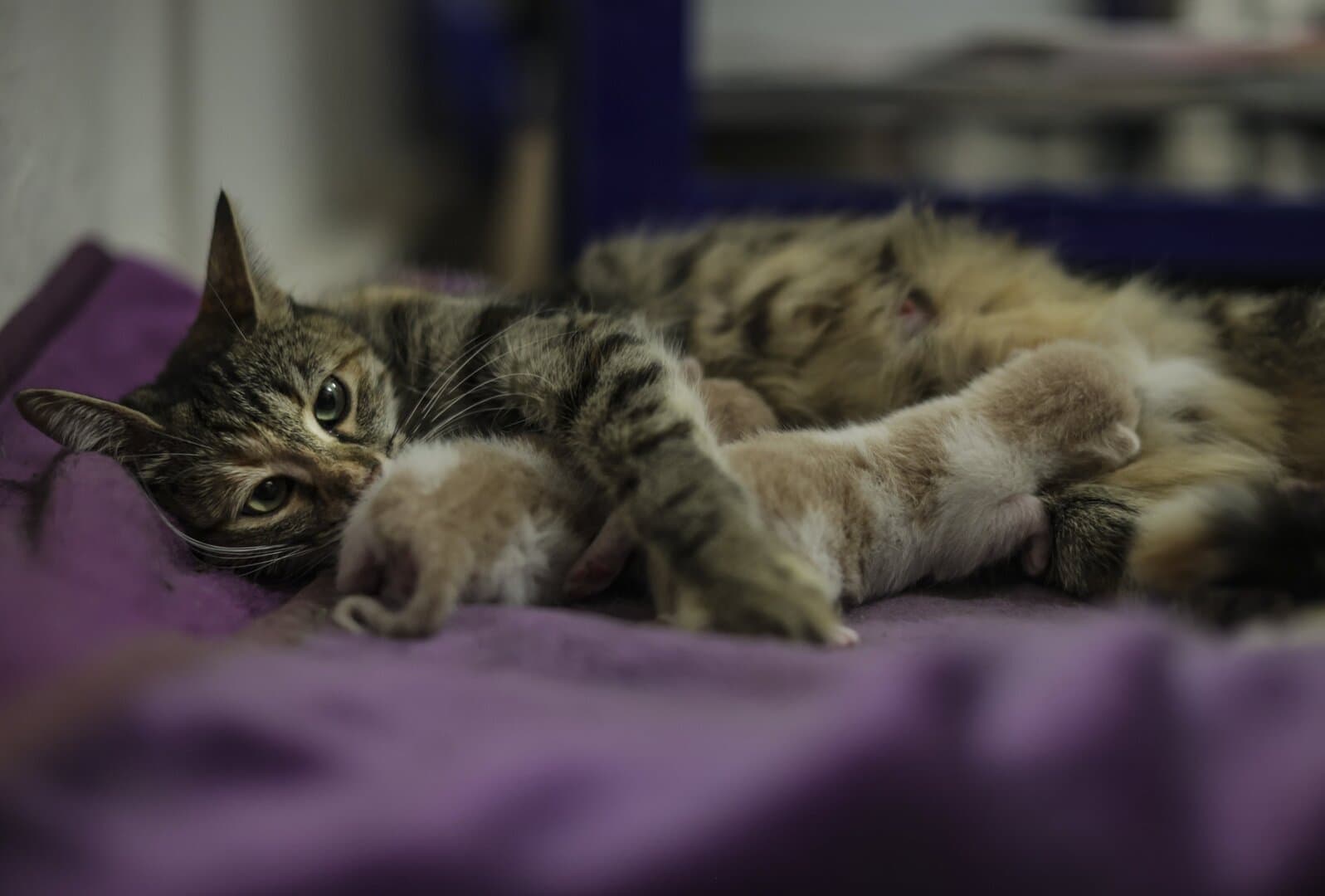 Turski parlament odredio posebnu prostoriju za - mačke! - slika 1