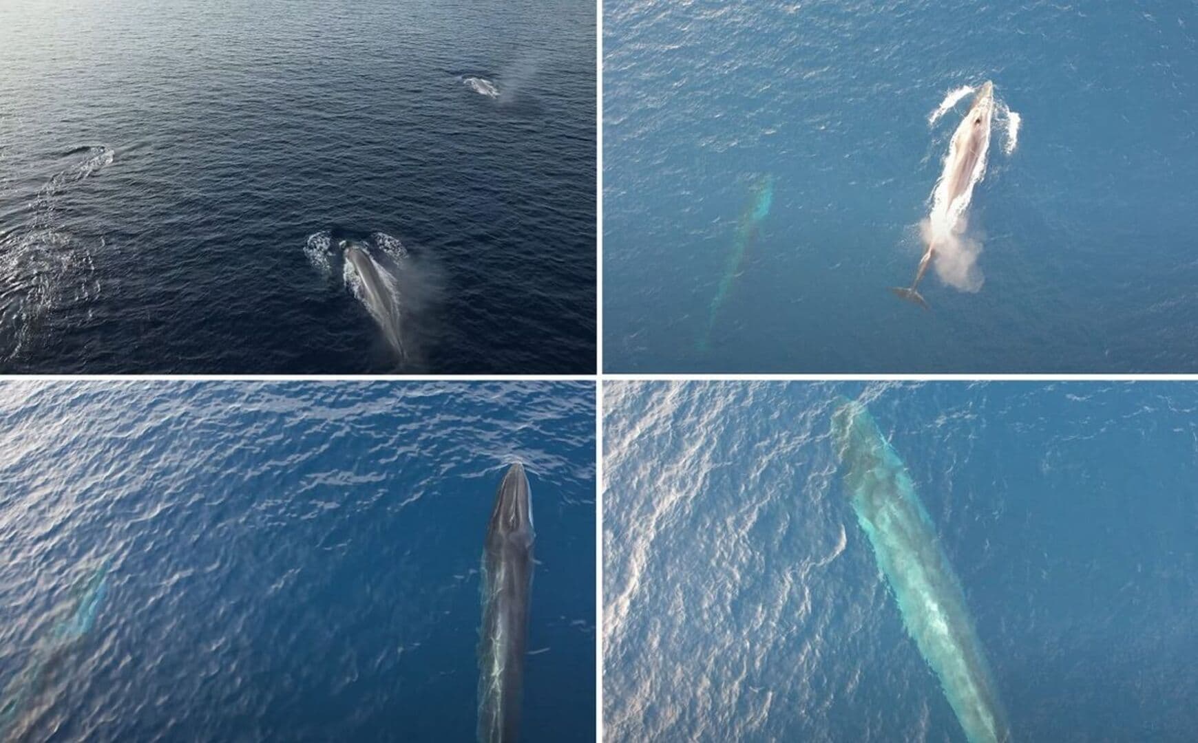 Senzacija na društvenim mrežama: Jato kitova kod Visa - slika 1