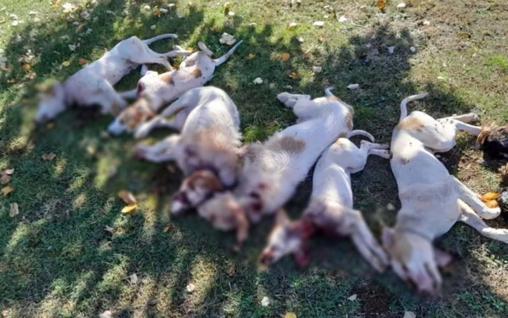 Dječak iz Širokog Brijega ubio šest pasa - slika 1