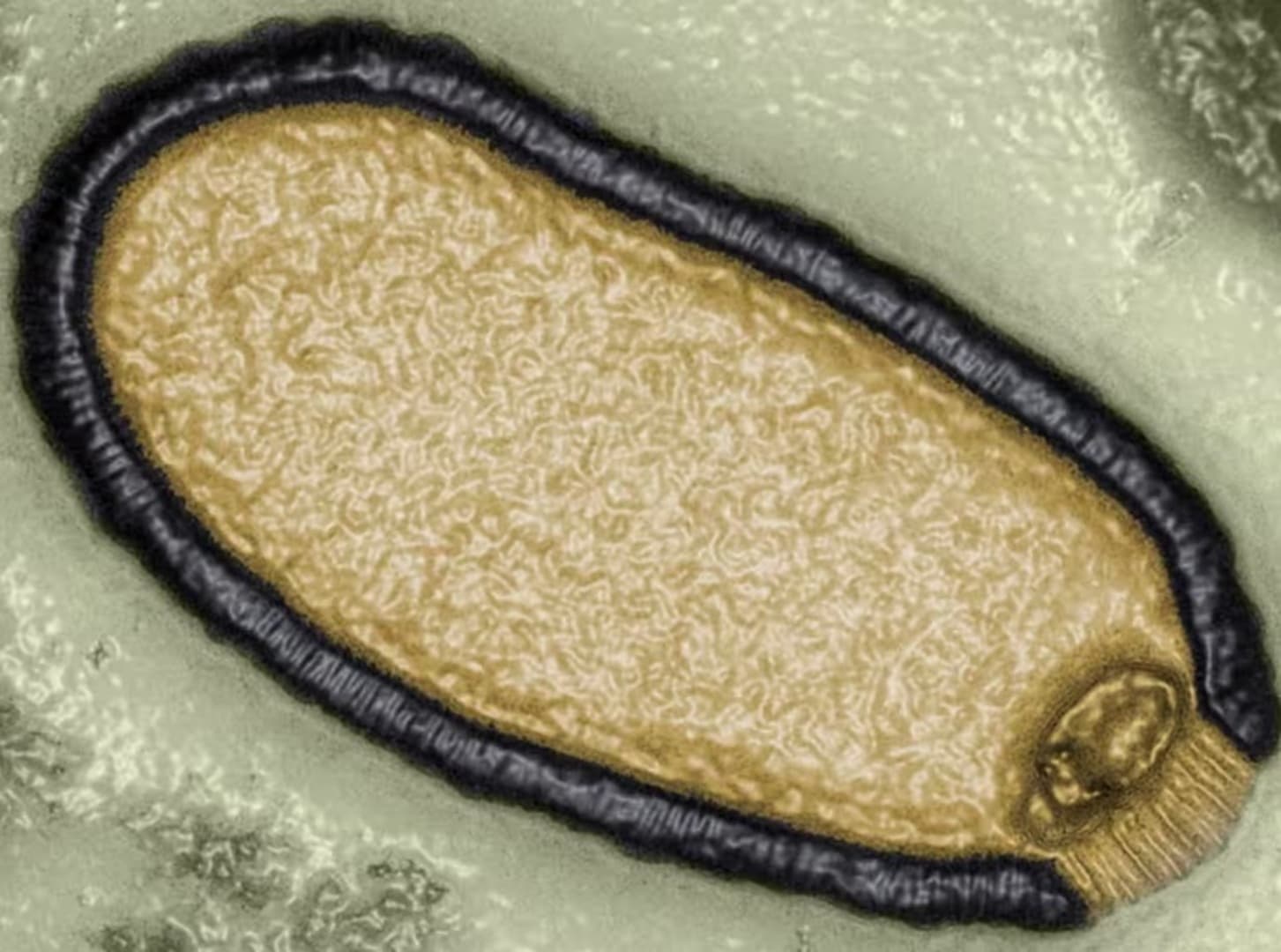 Naučnici upozoravaju: Prijeti nam zombi-virus - slika 1