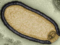 Naučnici upozoravaju: Prijeti nam zombi-virus