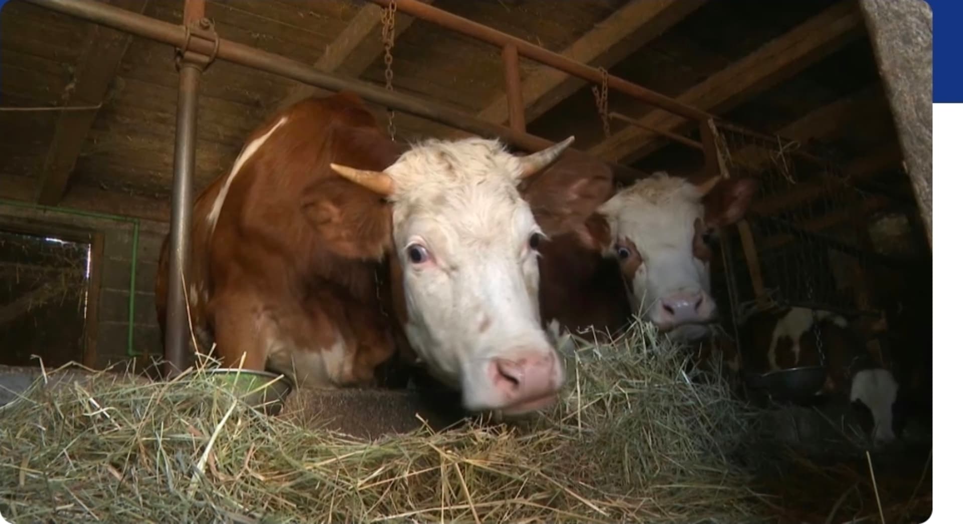 Mlijeko u BiH sve skuplje, a proizvođači u minusu: "Narod će prestati sa proizvodnjom" - slika 1